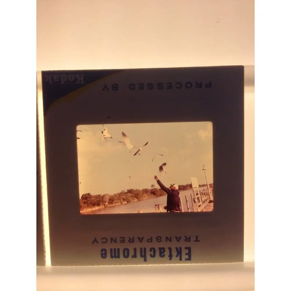 Lot of 2 Vintage 1970 Man Feeding Sea Gulls Ektachrome Photographs Color Slides
